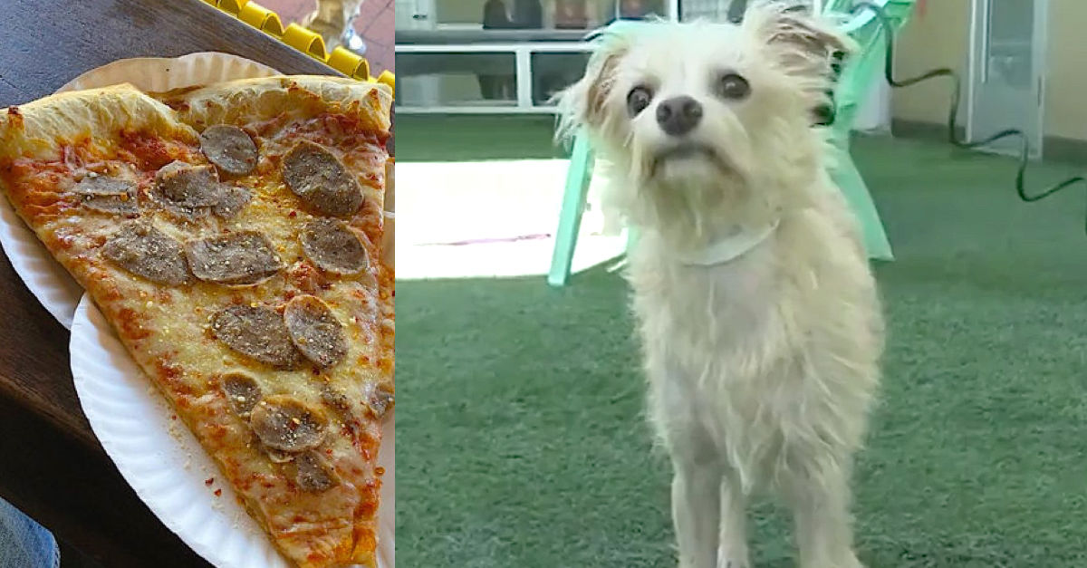 pizzadog