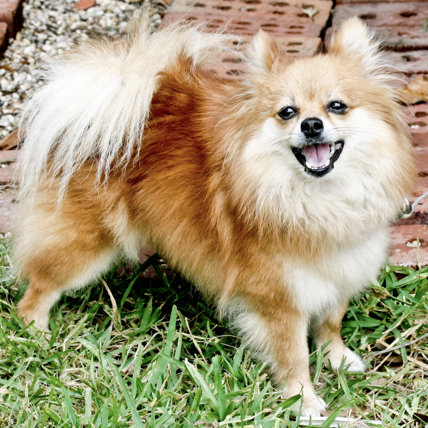 pomeranian-small-dog.jpg