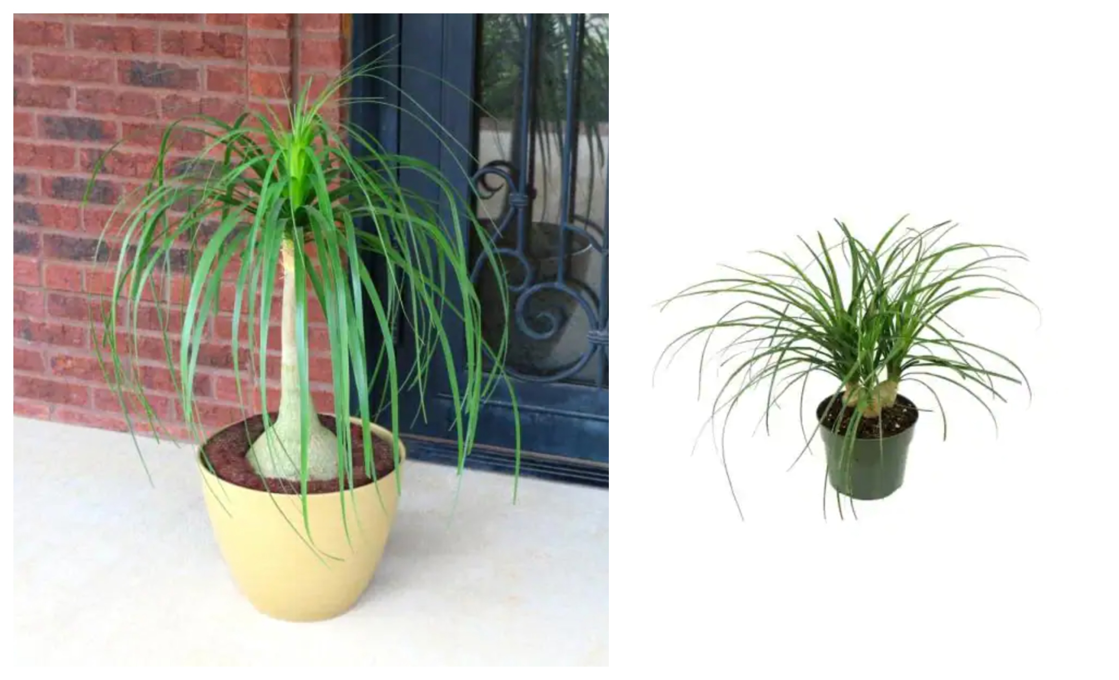 ponytail-palm-product.jpg