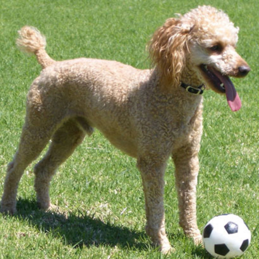 poodle-small-dogs.jpg