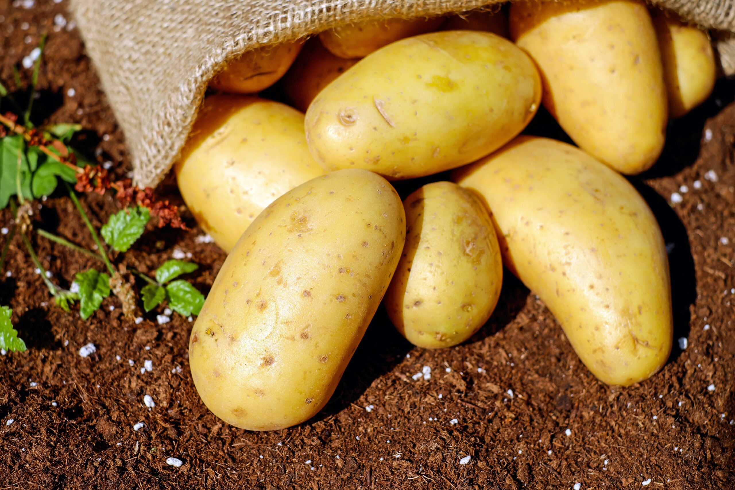 potatoes-144248.jpg