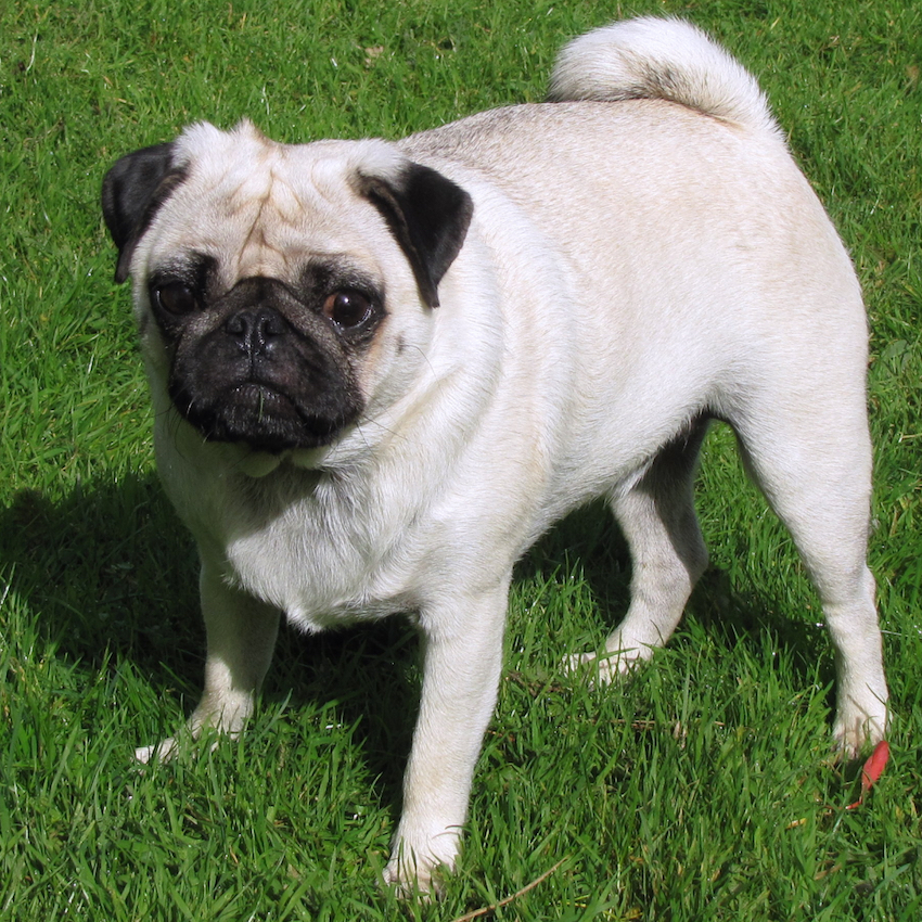 pug-small-dogs.jpg