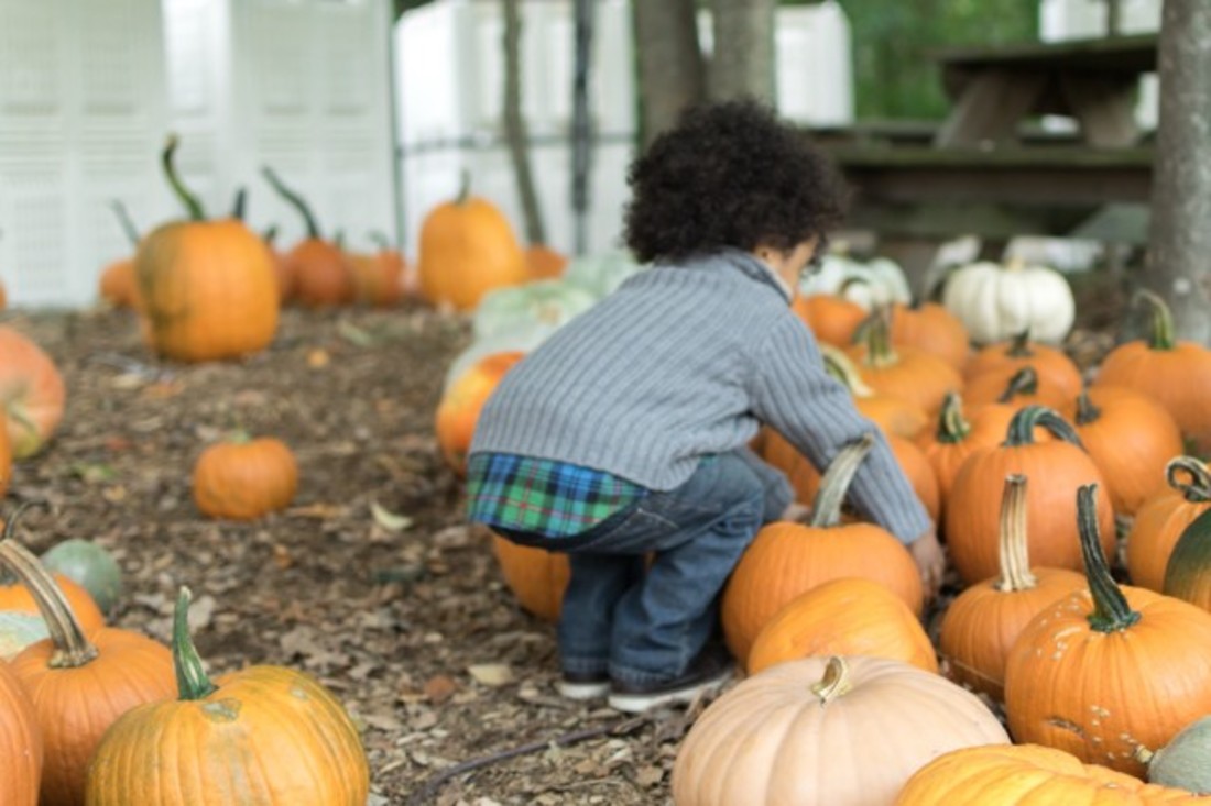 pumpkin-patch-picking_t20_W7kOdz-1.jpg