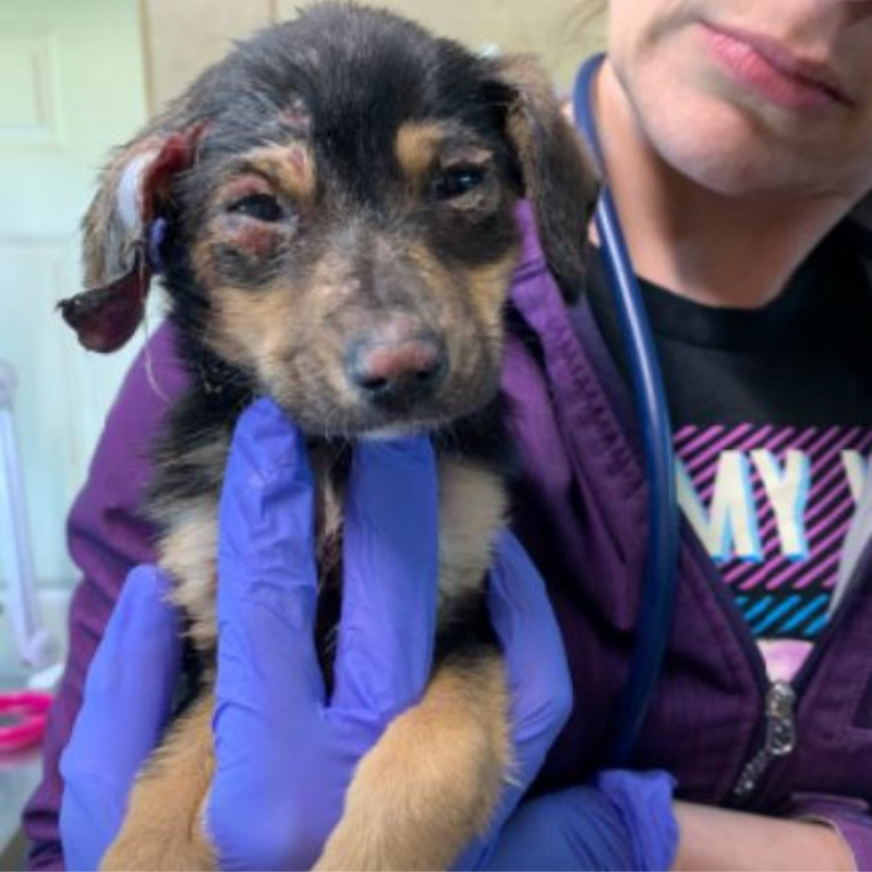 puppy1.jpg