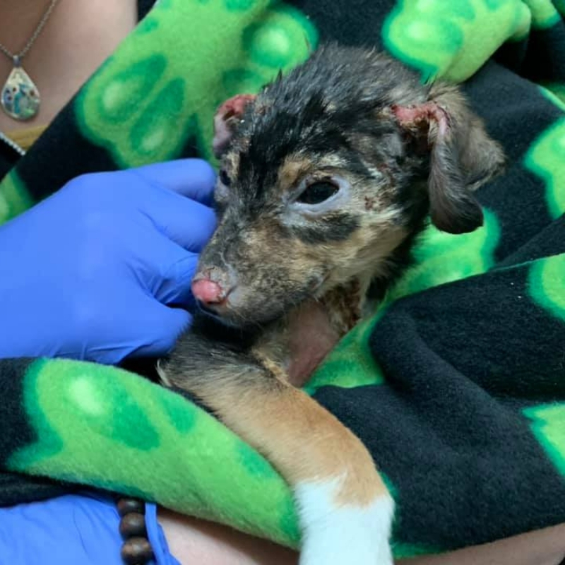 puppy10.jpg