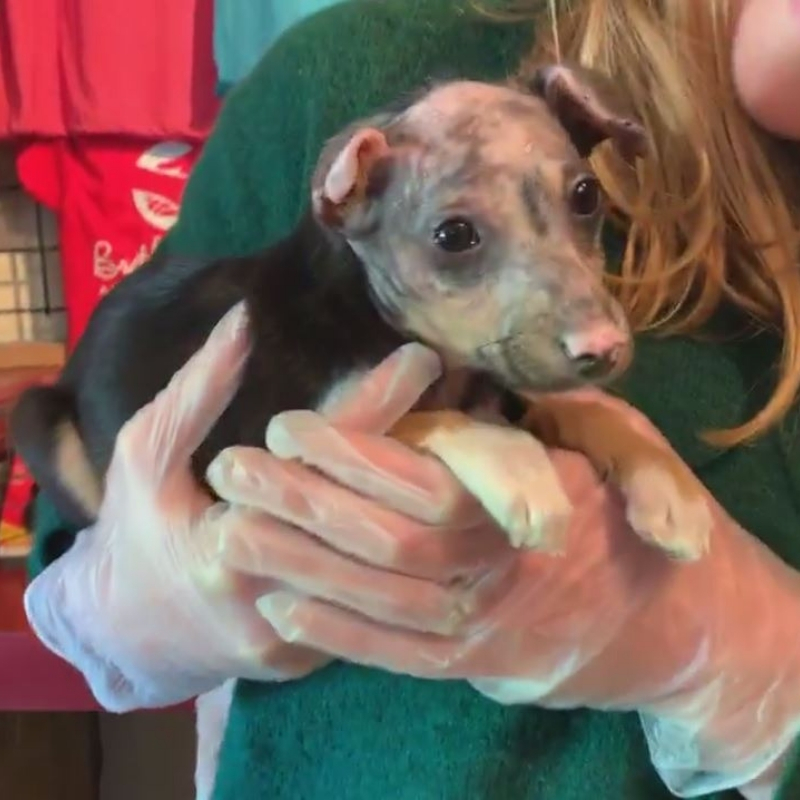 puppy14.jpg