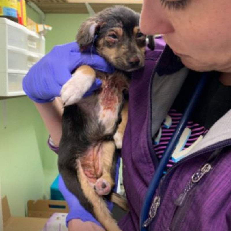puppy2.jpg