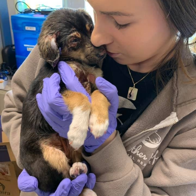 puppy3.jpg