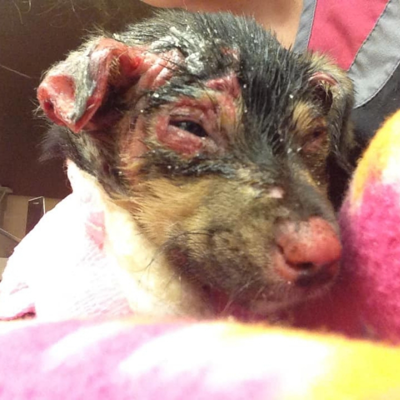 puppy5.jpg