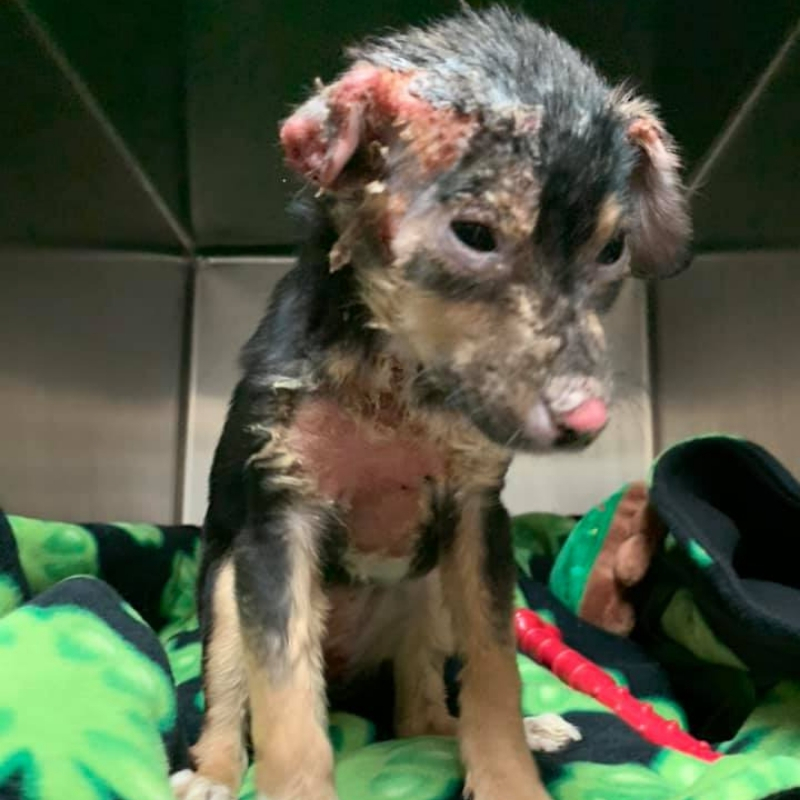 puppy8.jpg