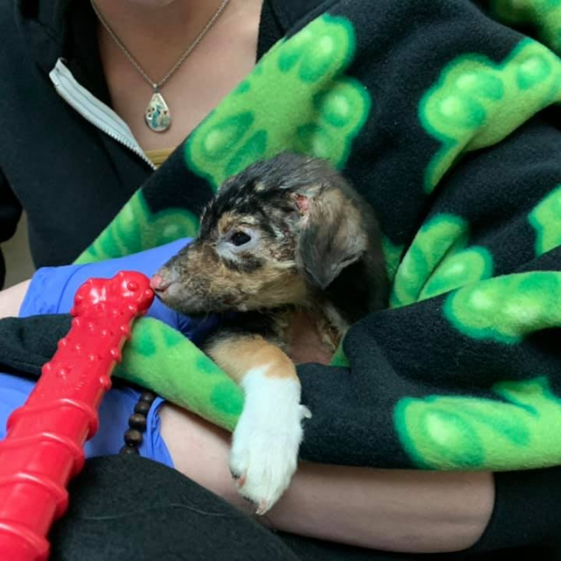 puppy9.jpg