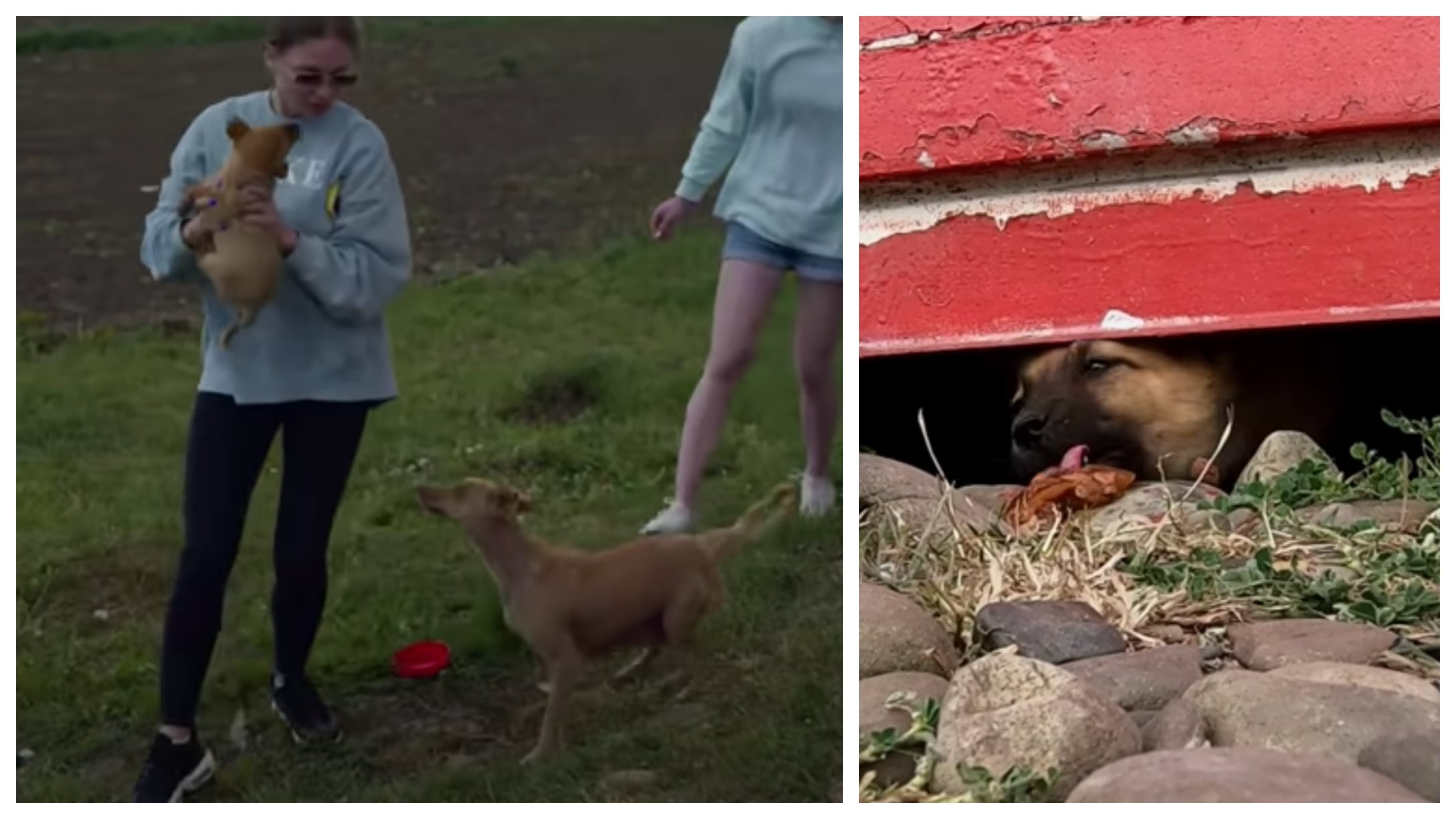 A Sick Mother Dog Helps Rescuers Save Her Puppies Before Rainstorm