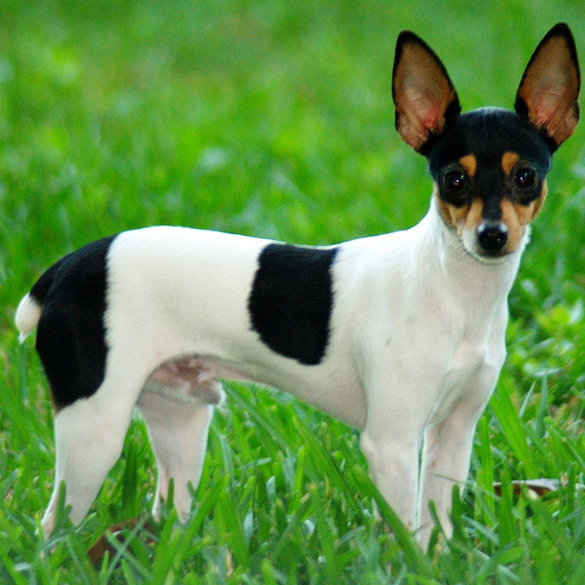 rat-terrier-small-dogs.jpg