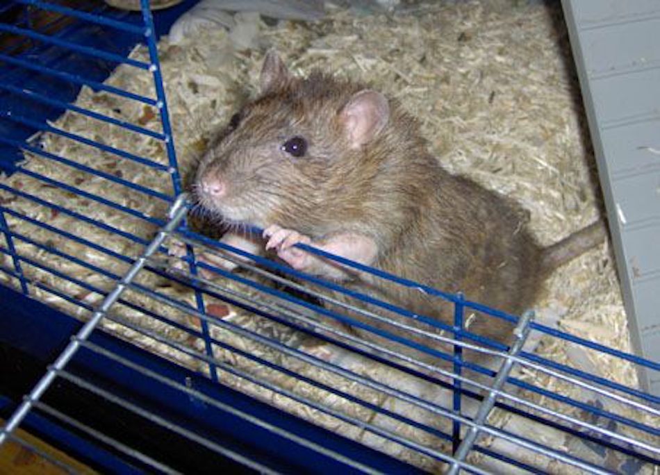 rat.jpg