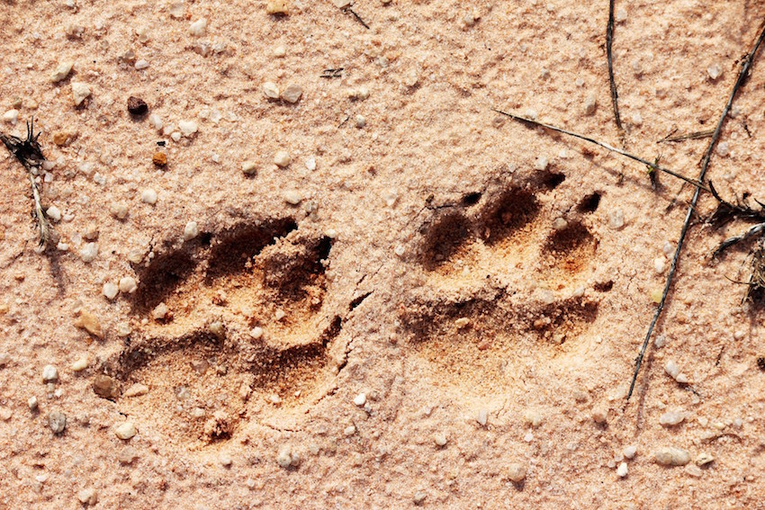 sand-paw-prints.jpg