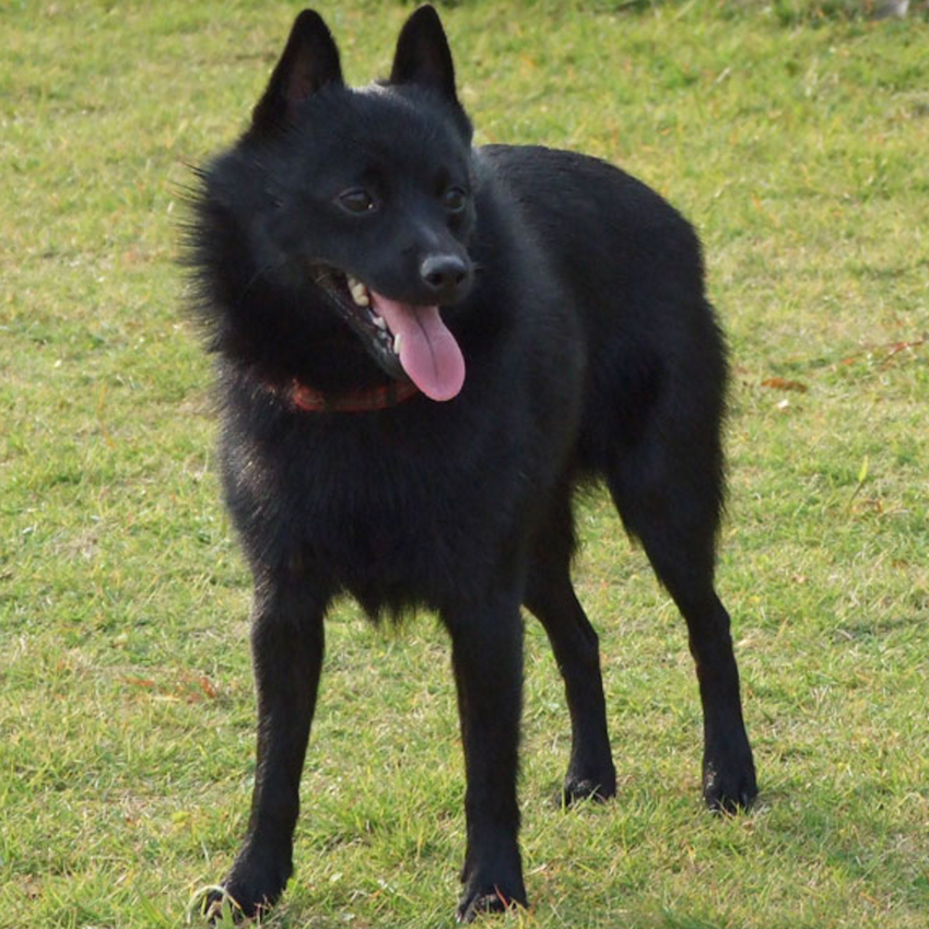 schipperke-small-dogs.jpg