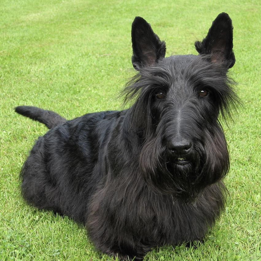 scottish-terrier-small-dogs.jpg