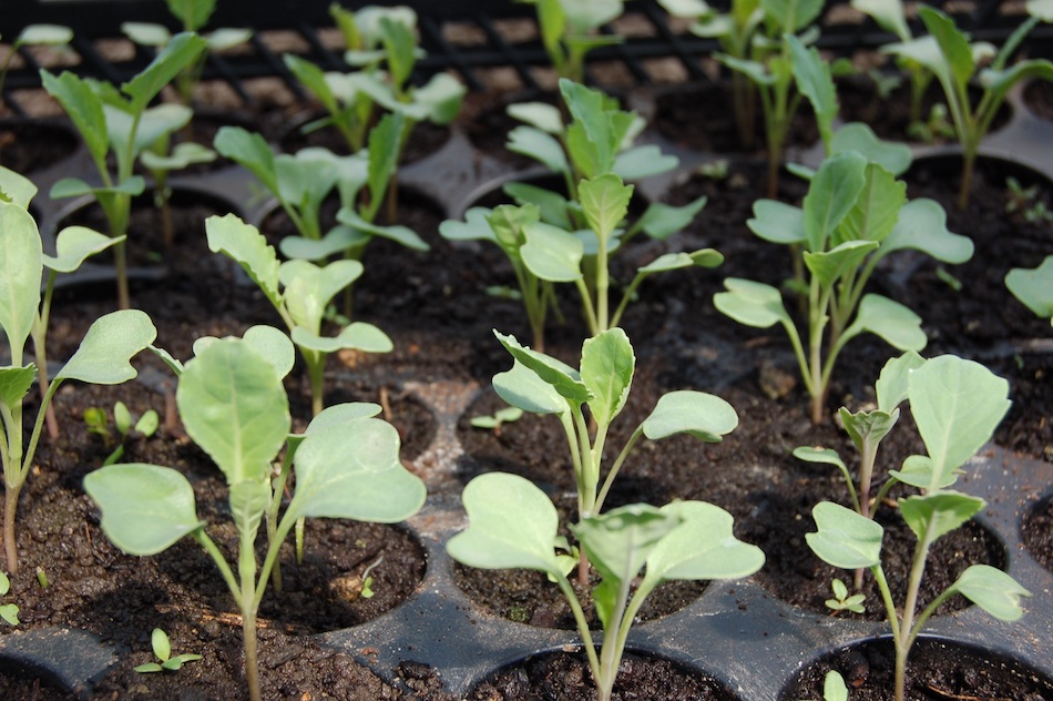 seedlings.jpg