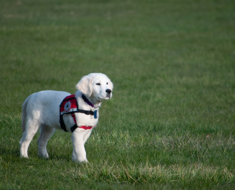 service-dogs-1.jpg