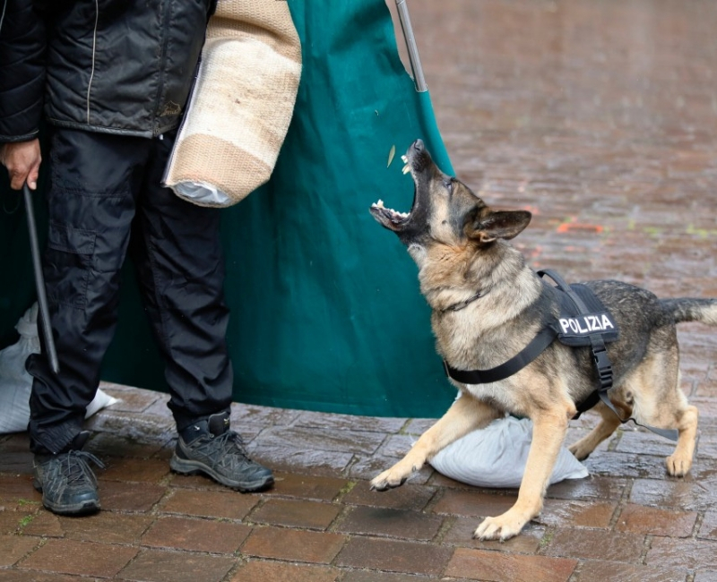 service-dogs-2.jpg