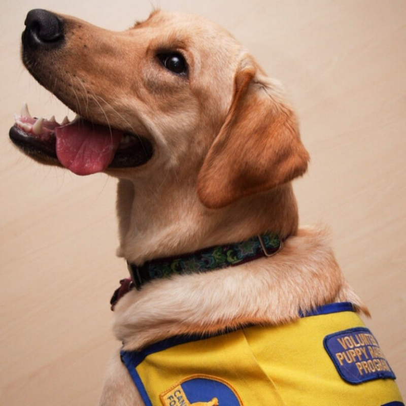 service-dogs-3.jpg