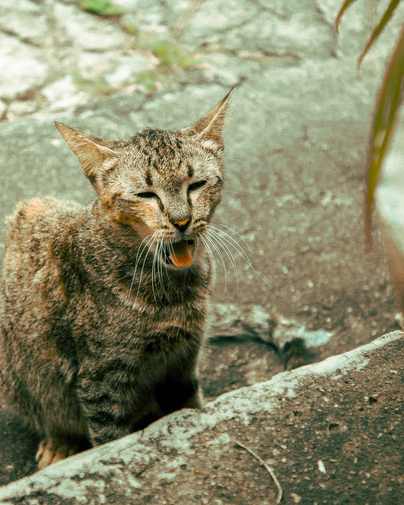 shallow-focus-photo-of-a-brown-cat-in-a-street-3179437.jpg