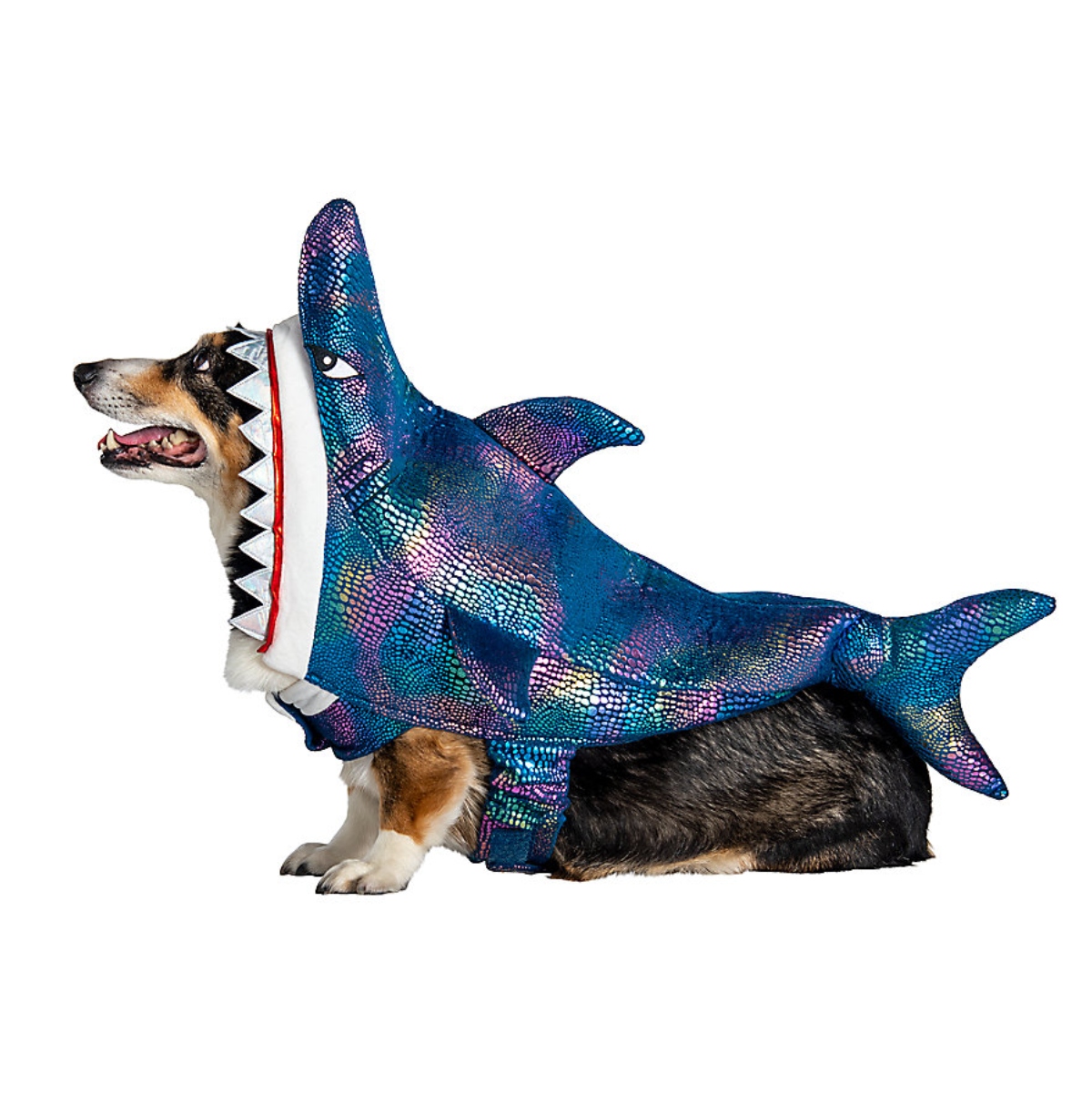 shark_dog.jpg