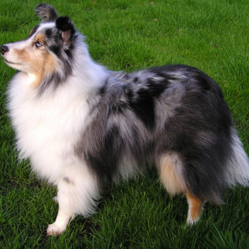 shetland-sheepdog-small-dogs1.jpg