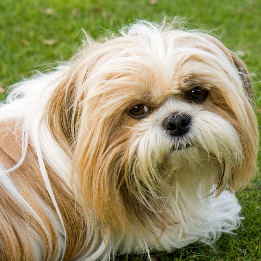 shih-tzu-small-dogs.jpg