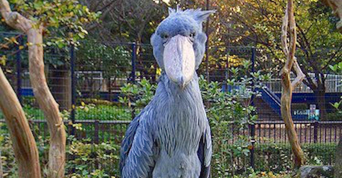 shoebillstork