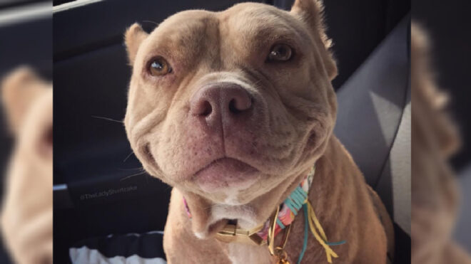 shortcake-pit-bull