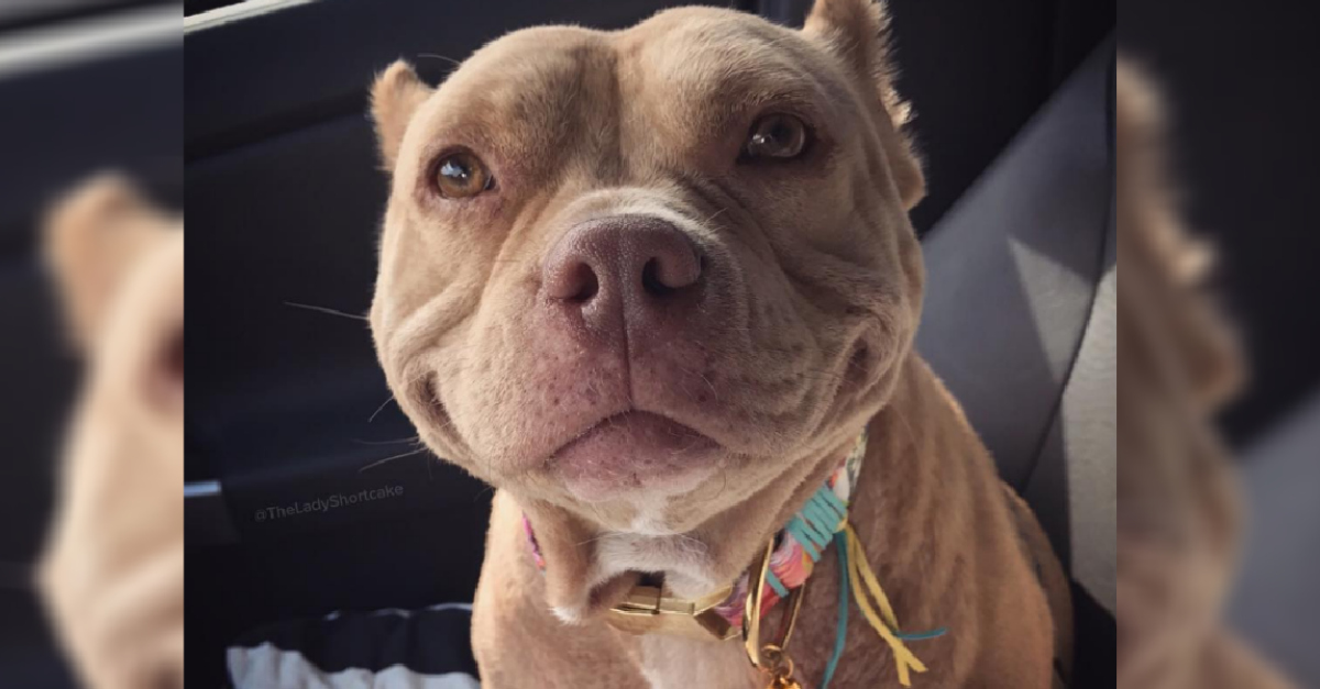 shortcake-pit-bull