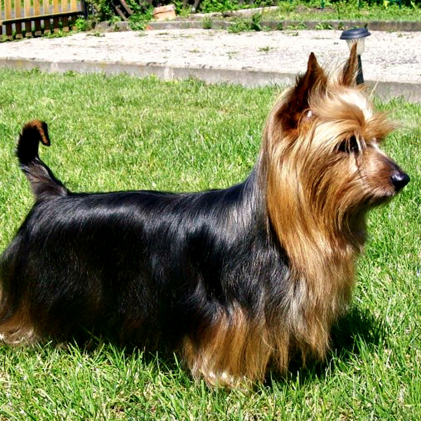 silky-terrier-small-dogs.jpg