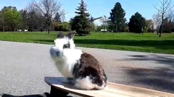 skateboarding-rabbit