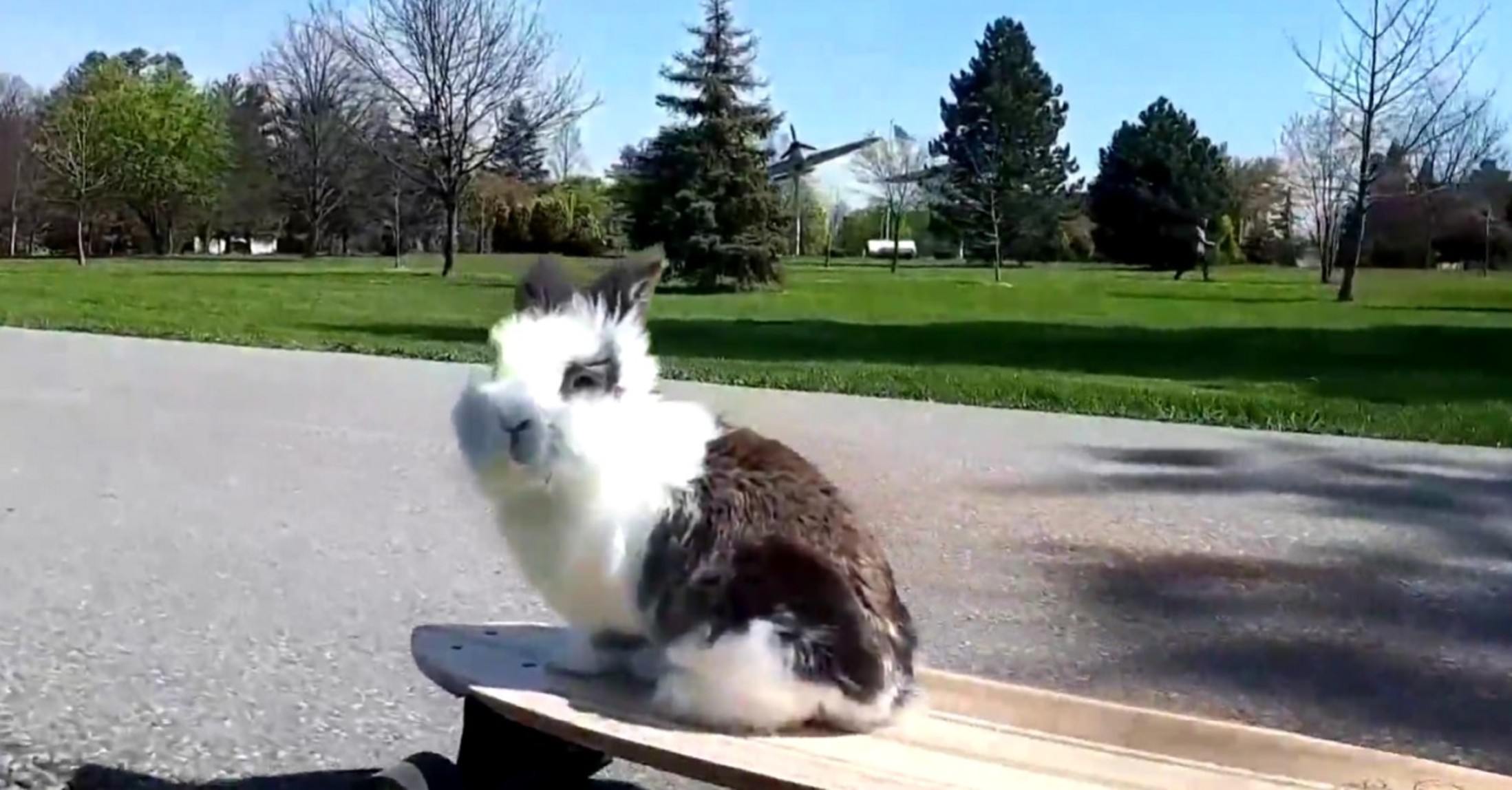 skateboarding-rabbit