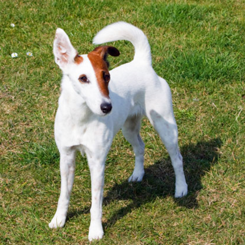 smooth-fox-terrier-small-dogs.jpg