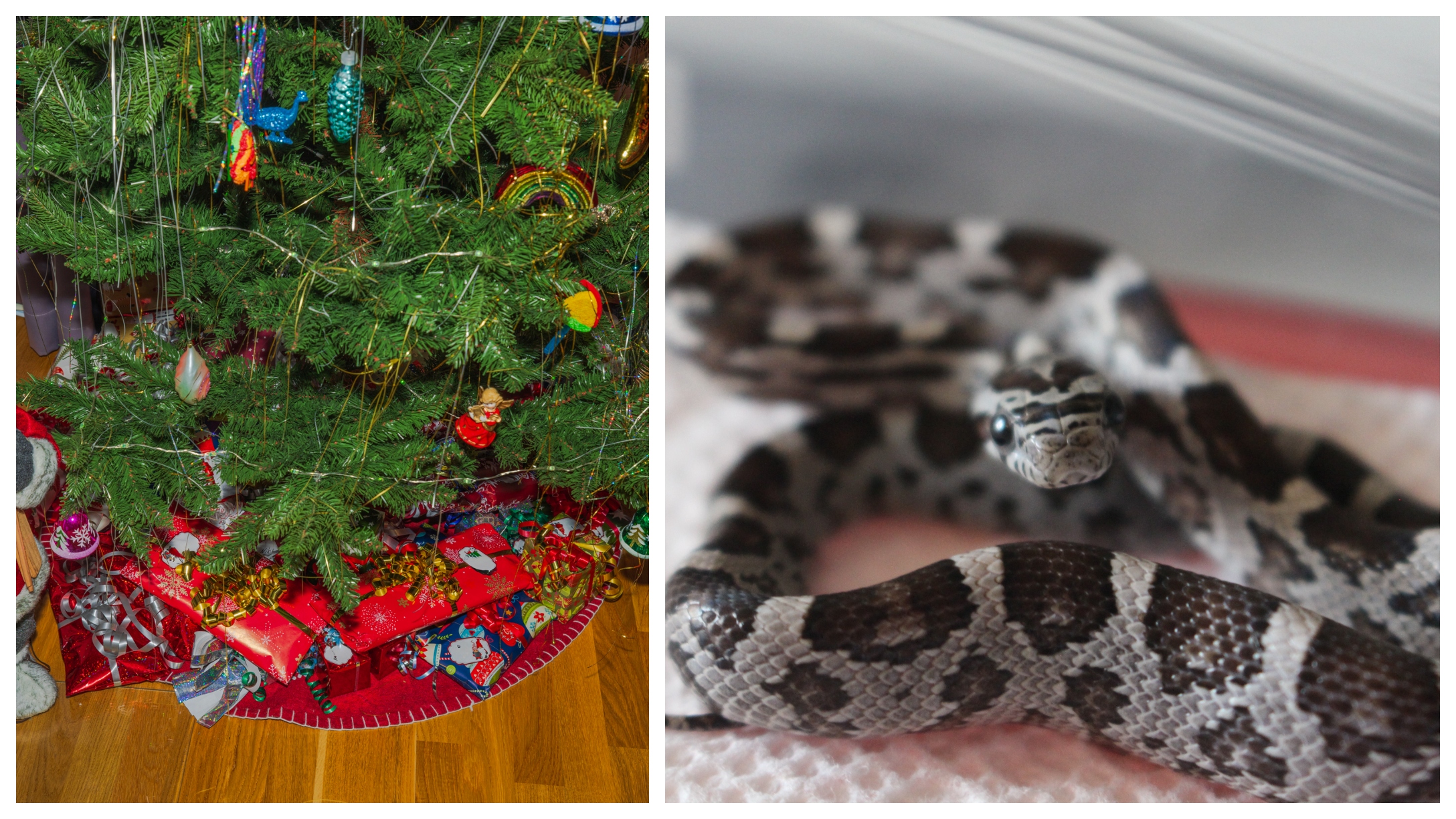 Family Finds Snake Under Christmas Tree