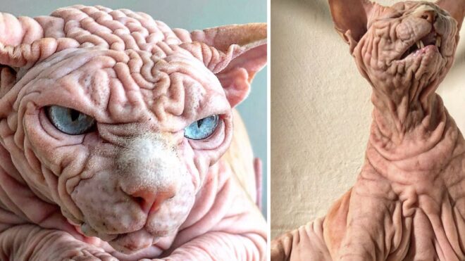 sphynx-cat