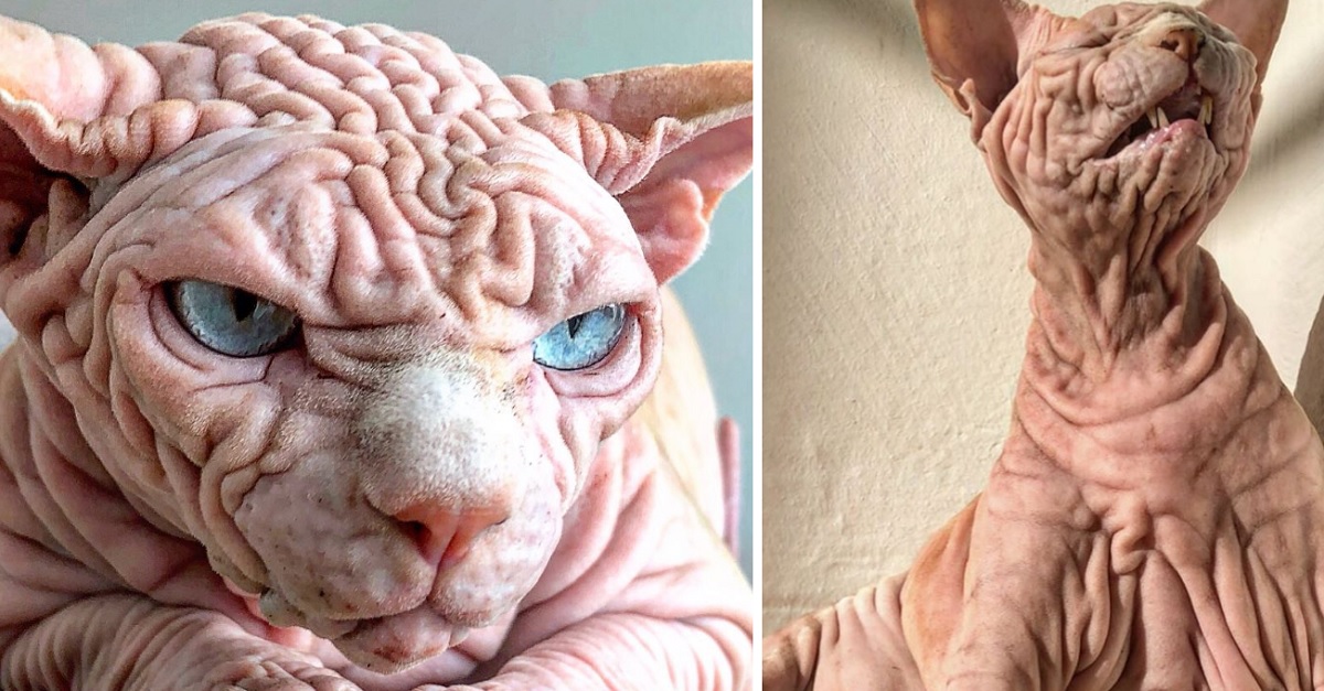 sphynx-cat