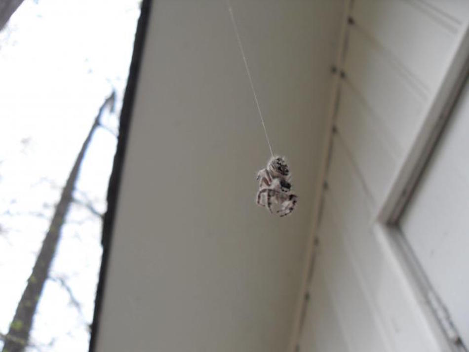 spider.jpg