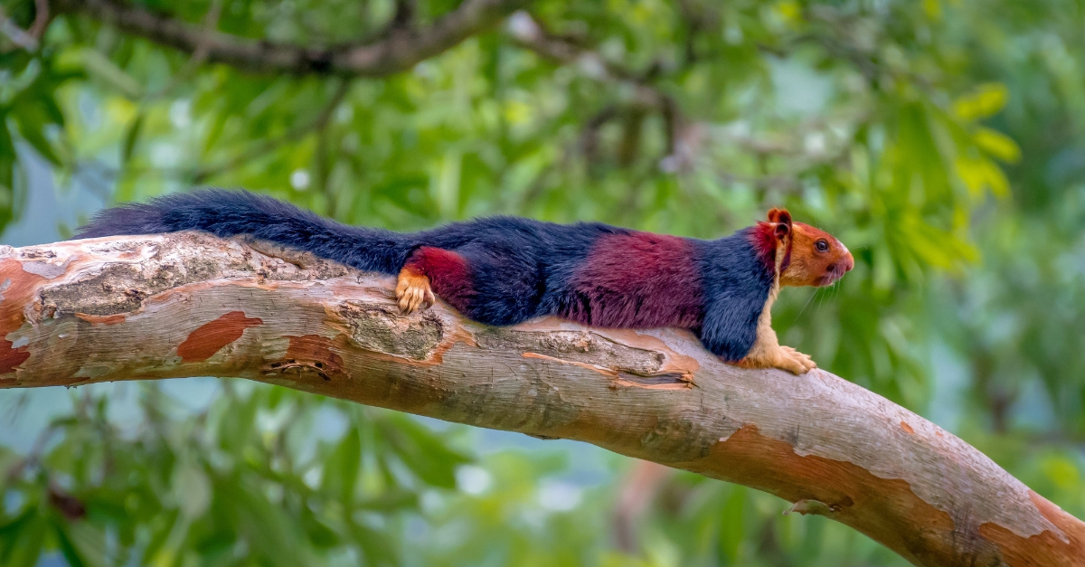 Giant Multicolored Squirrels