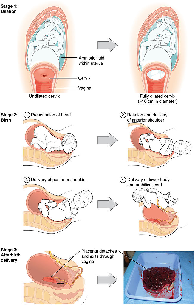 stages_of_childbirth.jpg