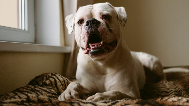 Big white dog lying at window and looking at camera at home.