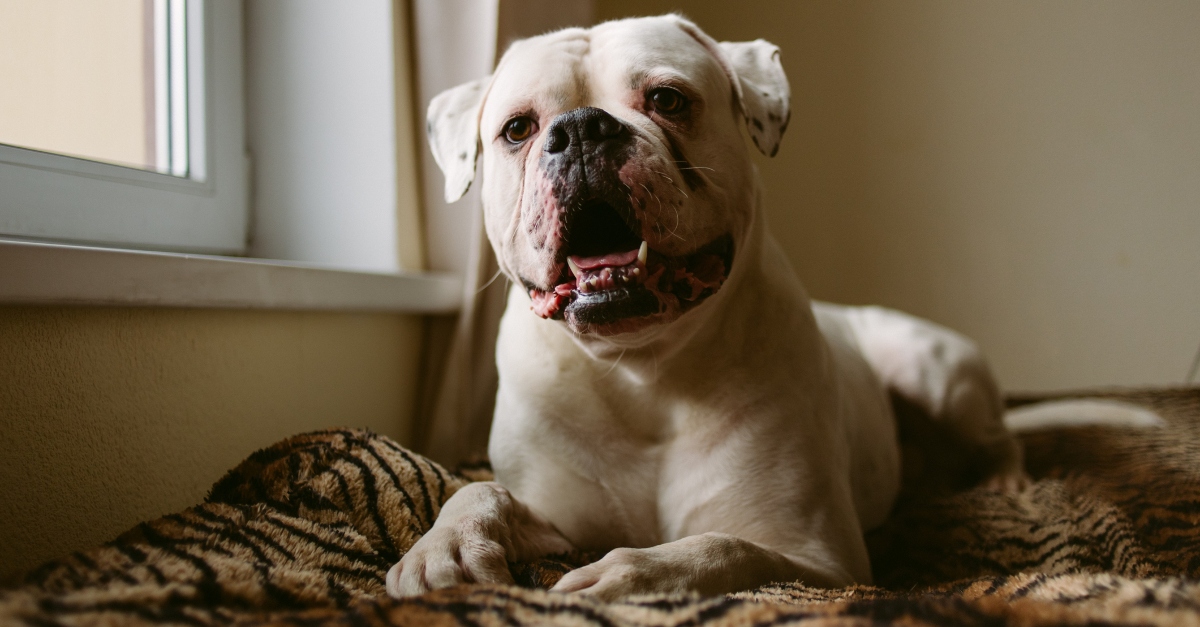 Big white dog lying at window and looking at camera at home.