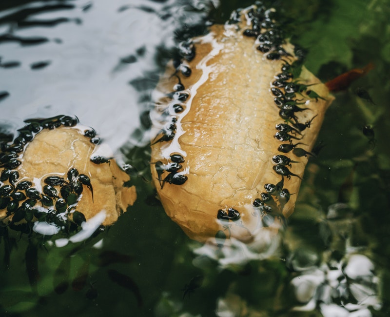 tadpoles-on-body-of-water-2538356.jpg