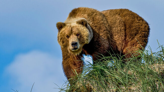 teen-saves-dogs-bear