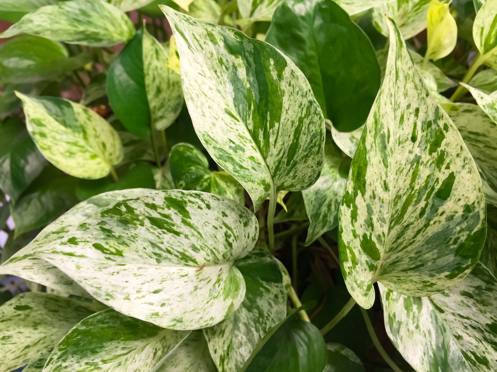 the-golden-pothos-were-planted-in-a-potted-plant-this-is-the-detail-of-green-leaf-of-garden-tree-some_t20_0xogW6.jpg