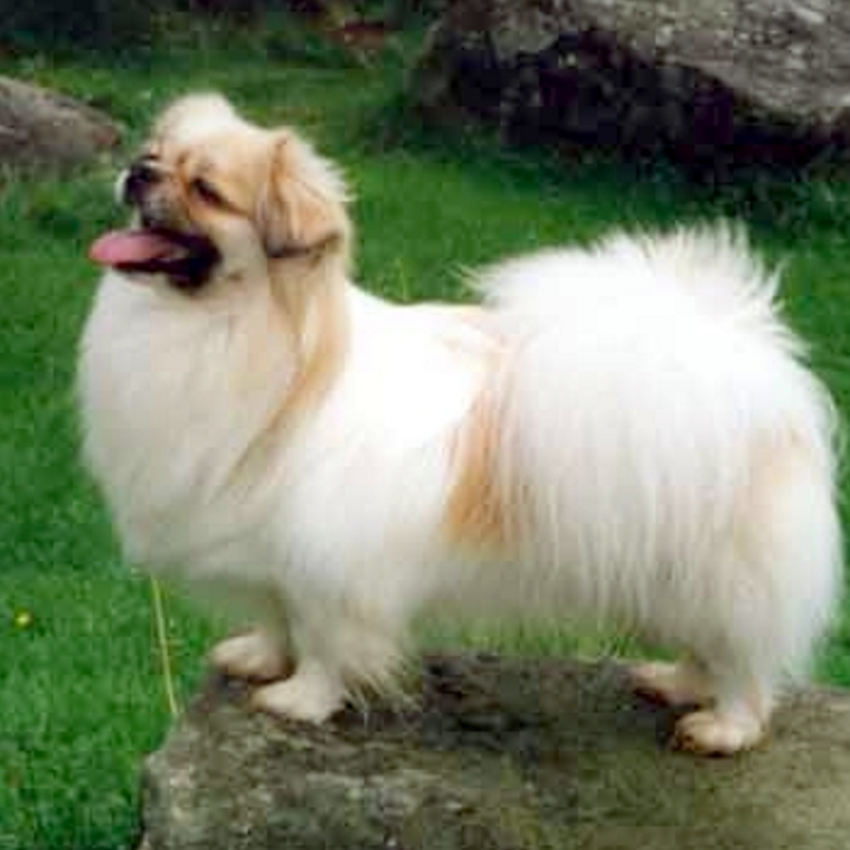 tibetan-spaniel-small-dogs.jpg