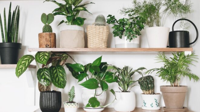 trendy-houseplants-2022