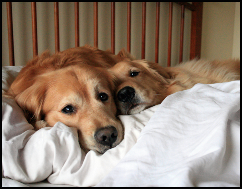 two-golden-retriever-dogs-on-bed.jpg